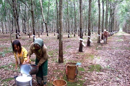 Vietnam’s rubber industry needs bounce